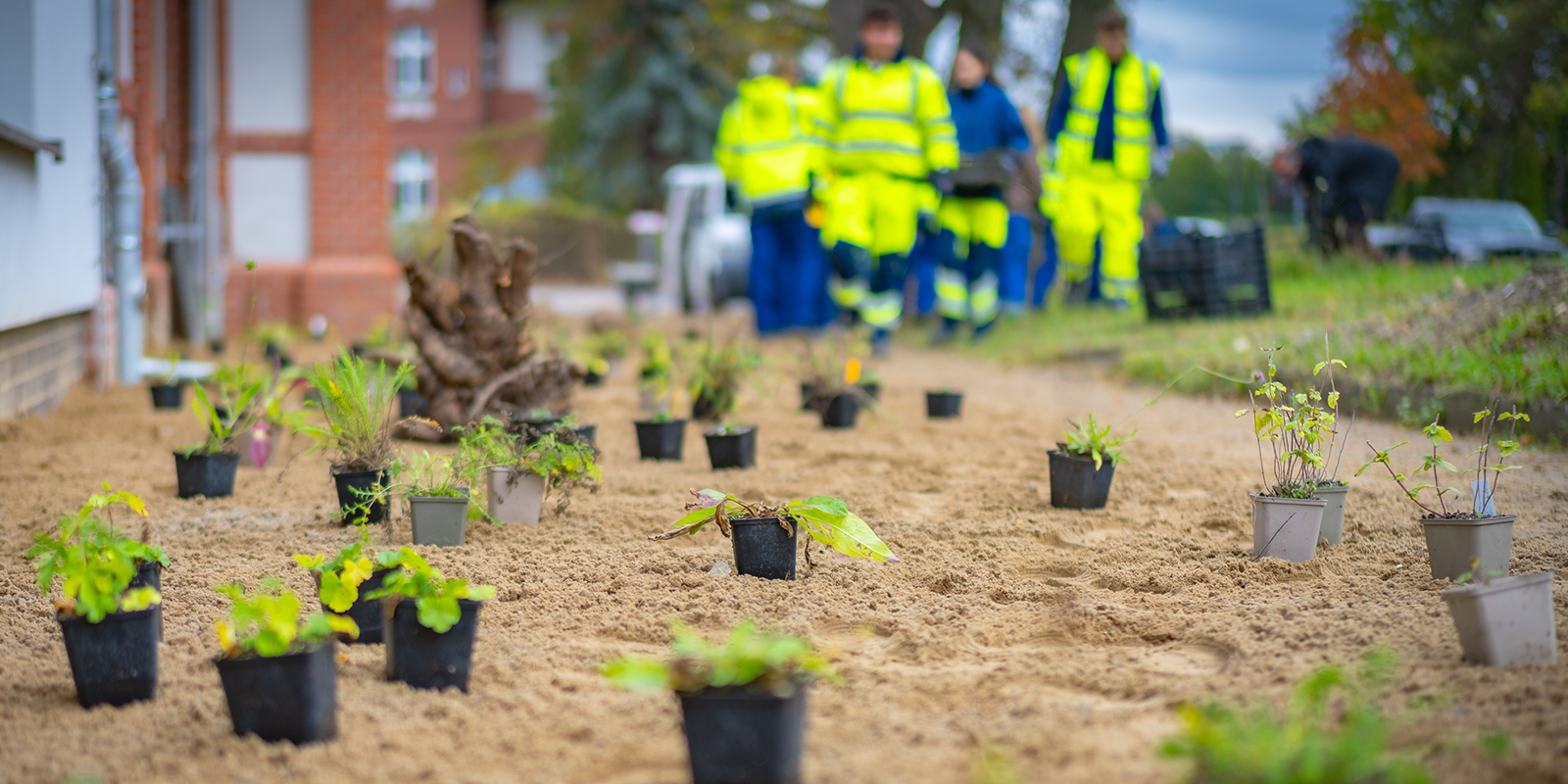 Azubis pflanzen Stauden auf einem Gelände