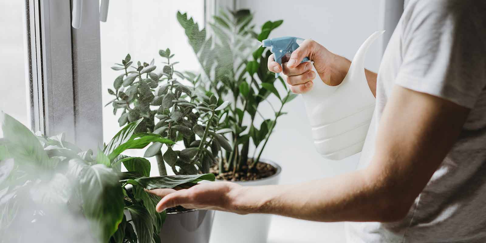 Blumen werden mit Wasser besprüht