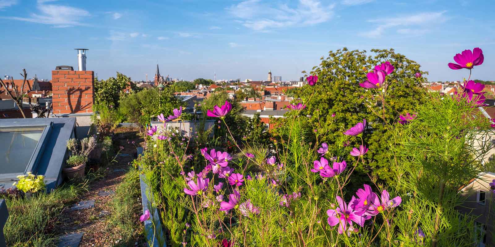 Blick über ein Gründach