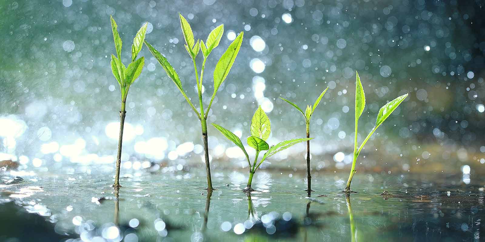 Regenwasser versickert in der Erde