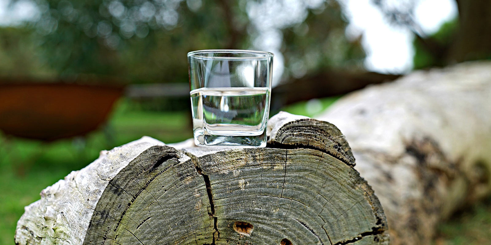 Wasserglas auf Baumstamm