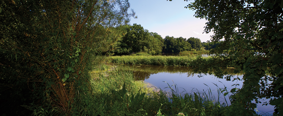 Wiese und See